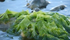 Yosun Çeşitleri Türleri ve Özellikleri