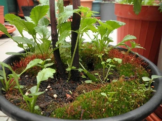 Yosun Tohumu Kullanımı ve Faydaları Nelerdir?