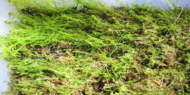 Sphagnum Yosunu